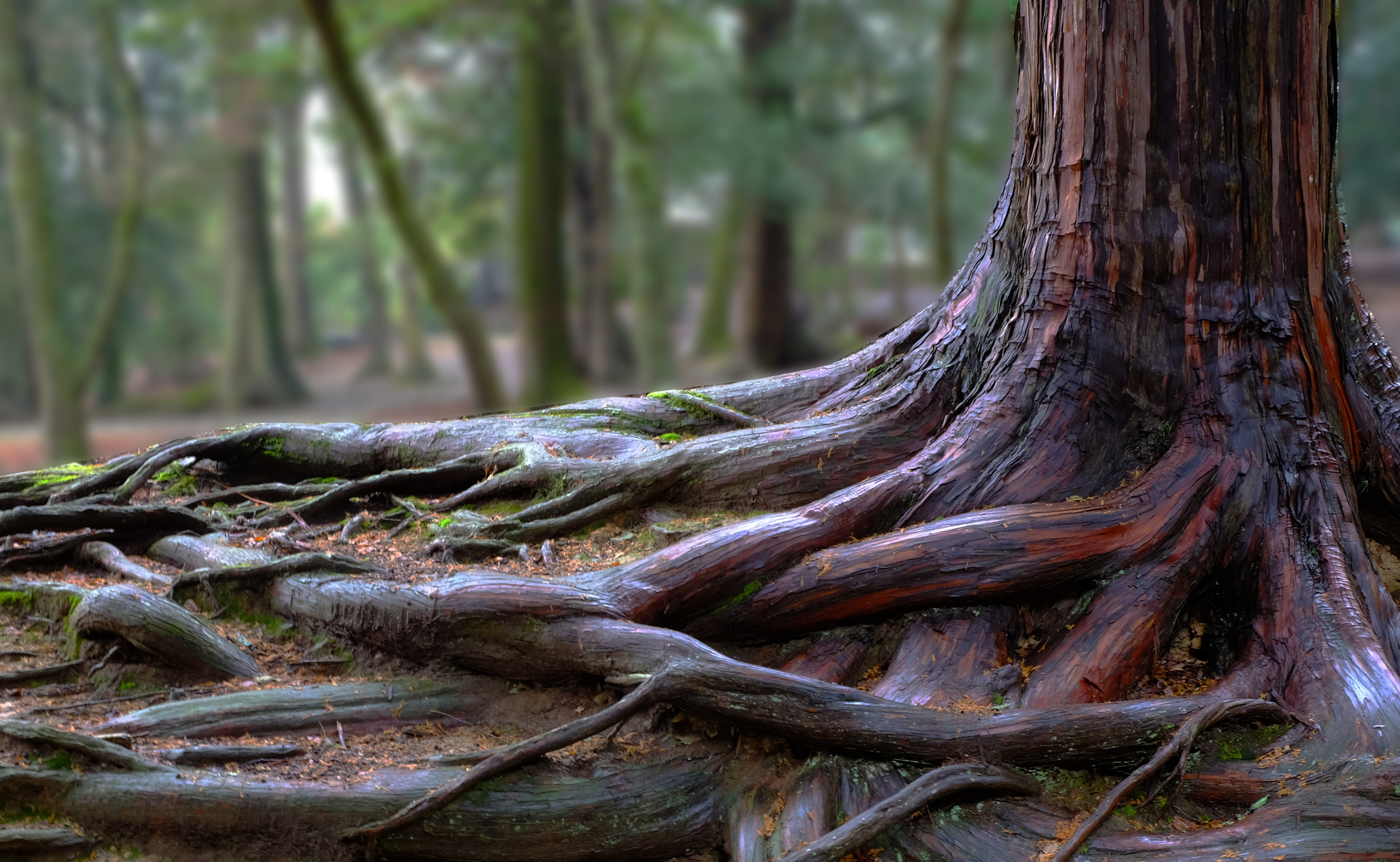 Roots | Source: Shutterstock