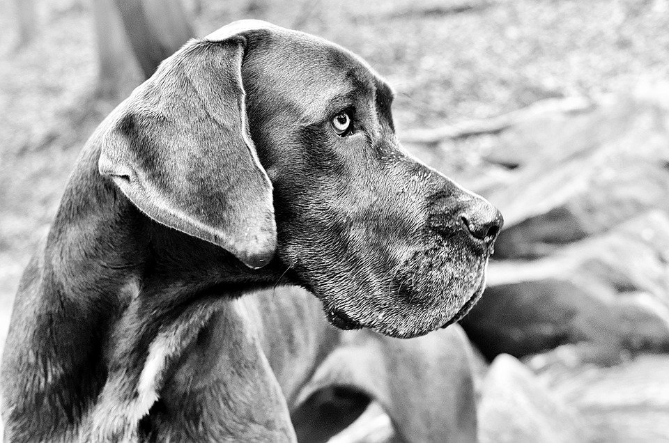 Fragile Dogue Allemand│ Image : Pixabay