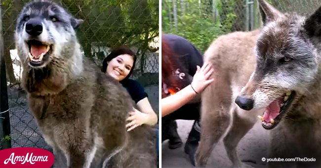 Un Chien Loup Abandonne Bebe Dans Un Refuge Fait D Un Humain Son Meilleur Ami Un Chien Loup Abandonne Bebe Dans Un Refuge Fait D Un Humain Son Meilleur Ami