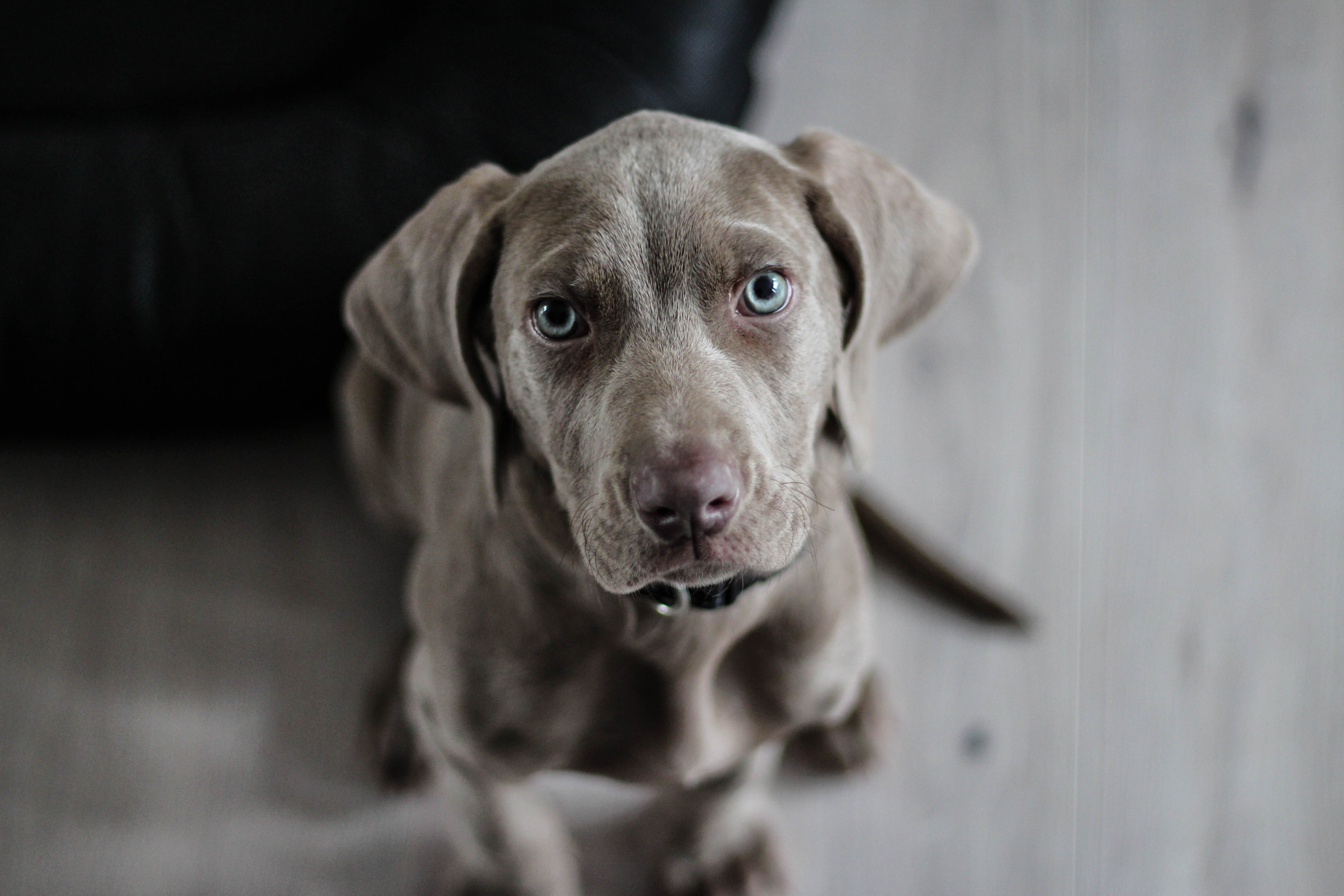 Perro mirando a la cámara. | Foto: Pexels