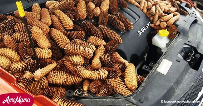 Man finds pinecones in his car engine after squirrels begin to stockpile for Winter