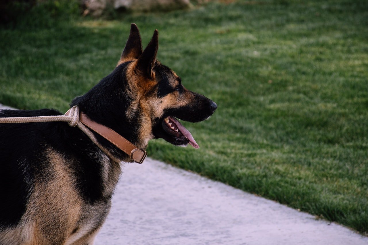 Photo of a dog with a leash on | Photo: Pexels