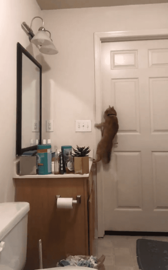Gato intentando salir del baño. Fuente: Twitter/steeleio_ Gato intentando salir del baño. Fuente: Twitter/steeleio_