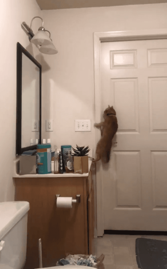 Gato intentando salir del baño. Fuente: Twitter/steeleio_