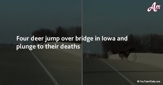 Four deer jump over bridge in Iowa and plunge to their deaths