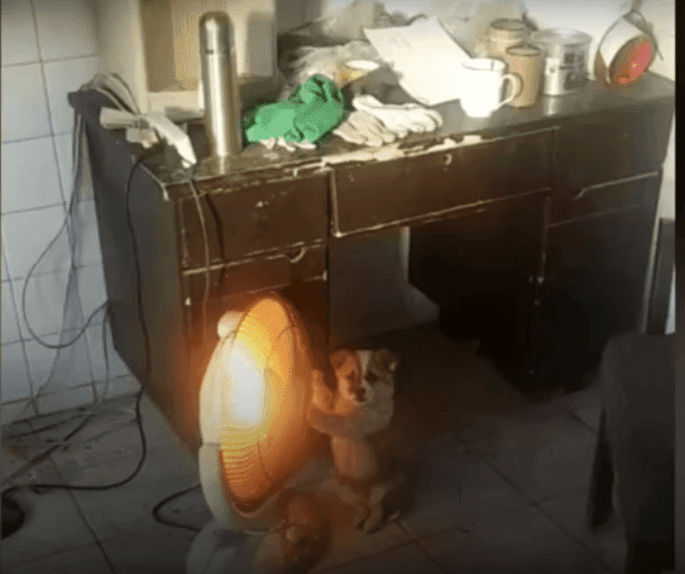 This cold puppy in east China keeps warm by an electric heater | Photo: YouTube