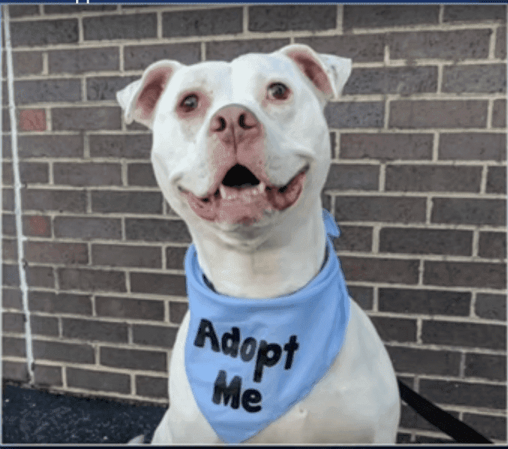 Harvey, a shelter dog who saved three kittens is looking for a new home | Photo: YouTube