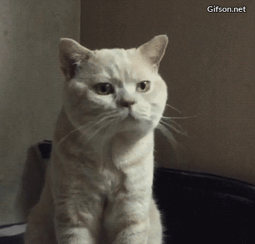 20 Funny Feline One Liners That Any Cat Owner Will Relate To