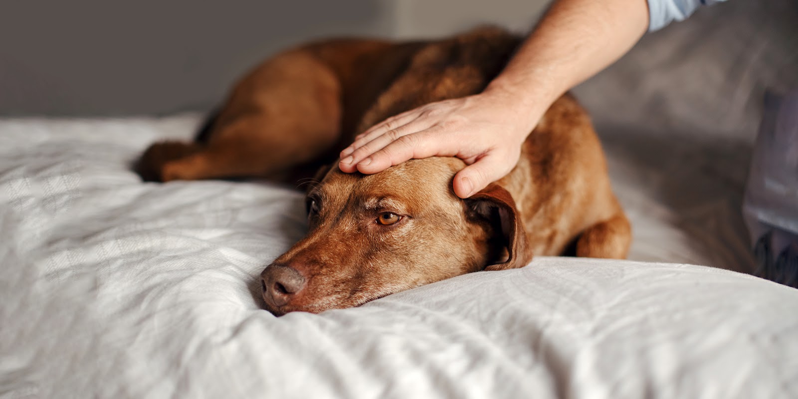 An old dog | Source: Shutterstock