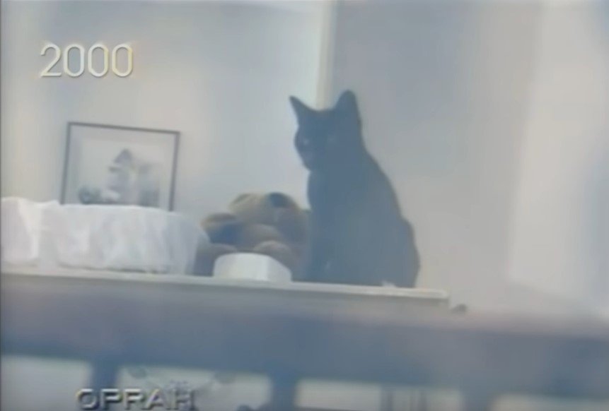 Picture of the Rogers' cat, Midnight | Source: Youtube/OWN