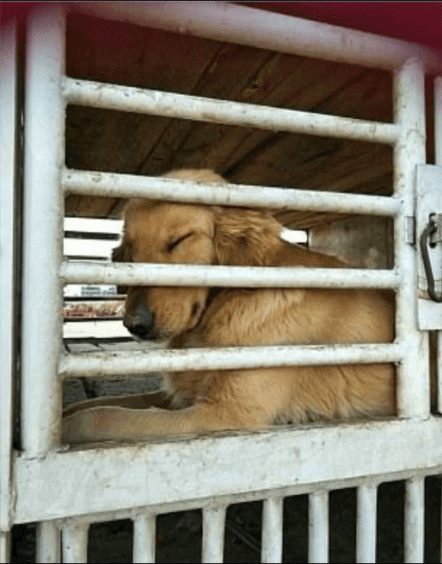Ein Hund weint emotional, als er bemerkt, dass er nicht umgebracht und