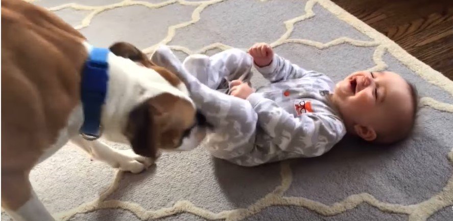 Der Boxer versucht das Baby zu kitzeln | Quelle: youtube.com/Inside Edition