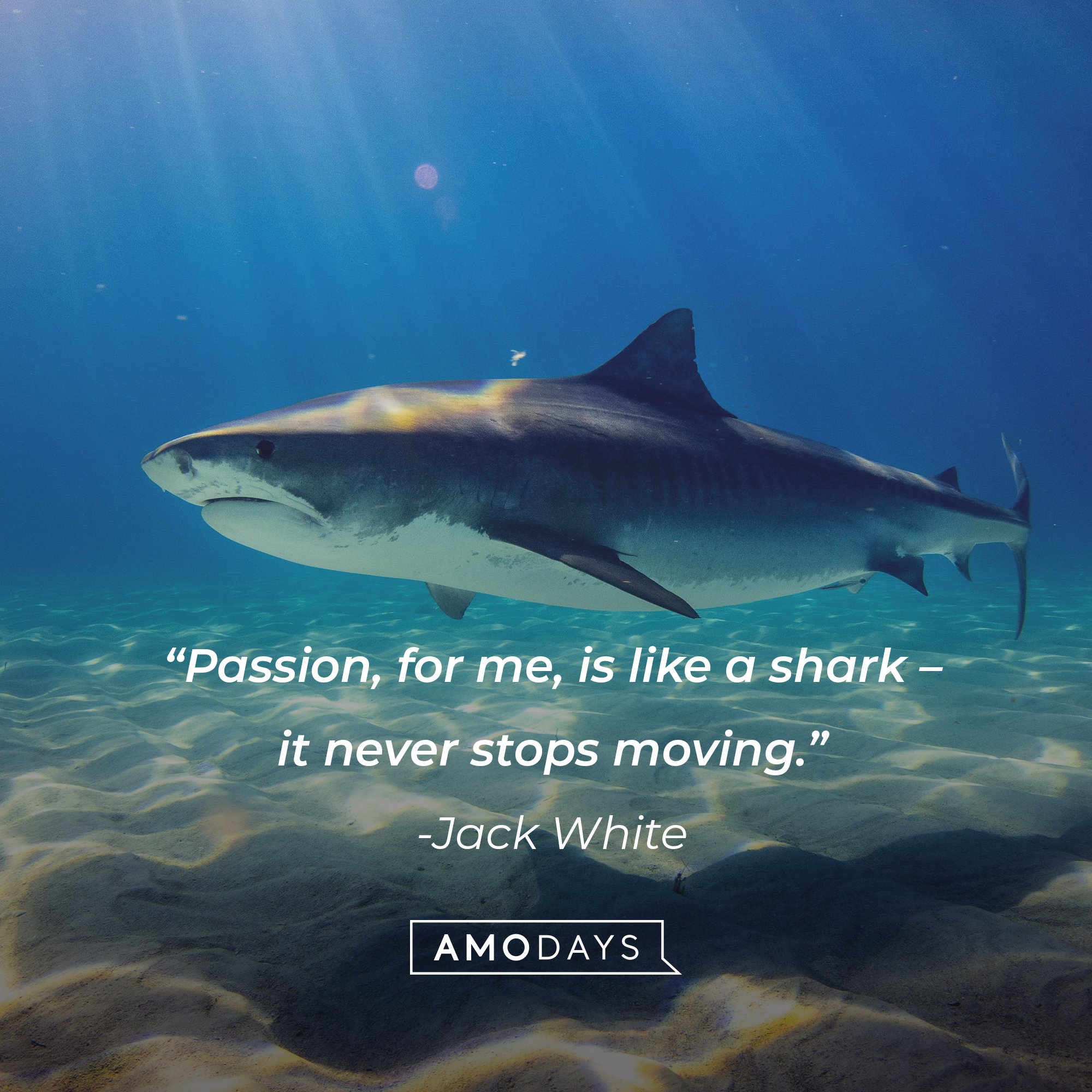 Jack White's quote: “Passion, for me, is like a shark – it never stops moving.” | Image: AmoDays