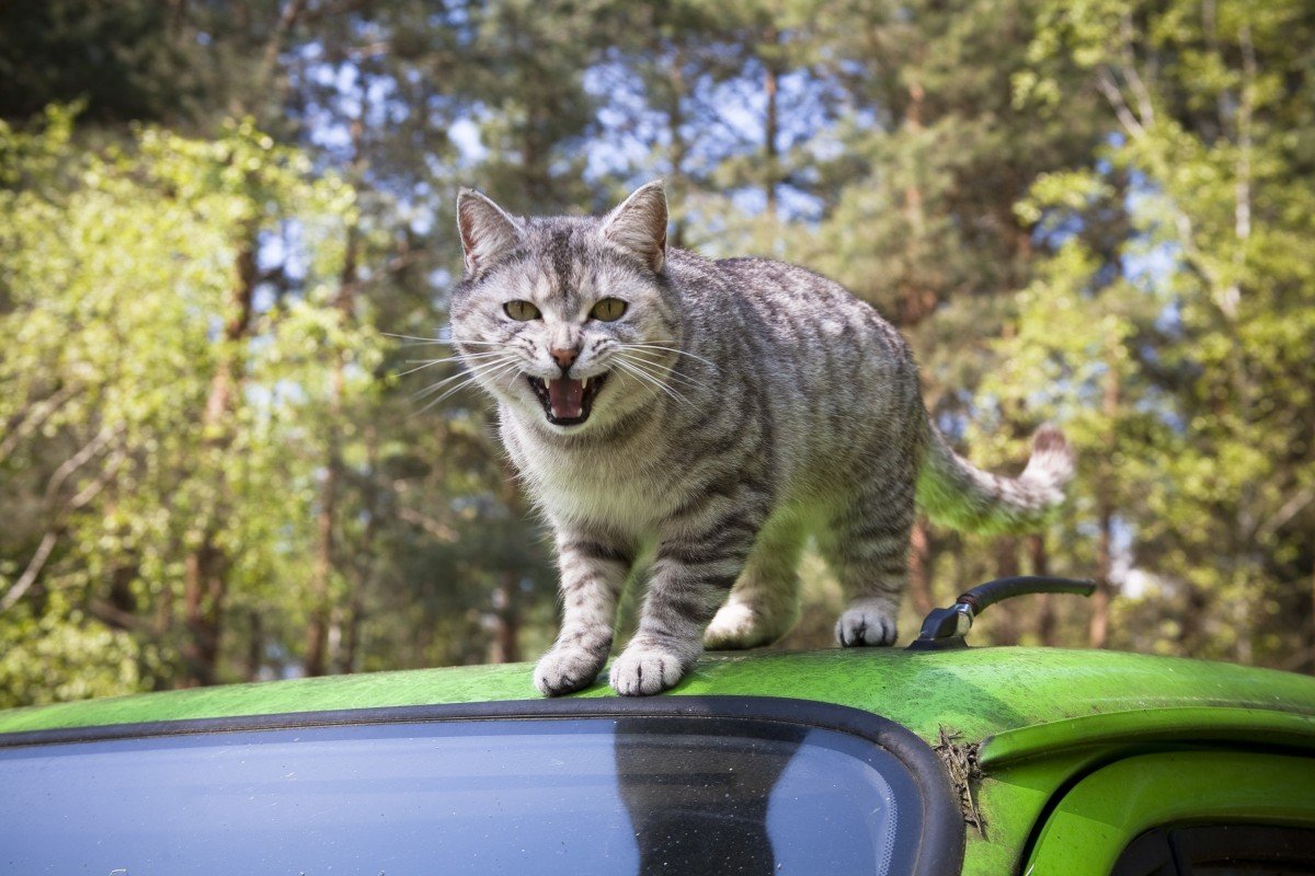 Gata preparándose para atacar. | Imagen: PxHere Gata preparándose para atacar. | Imagen: PxHere