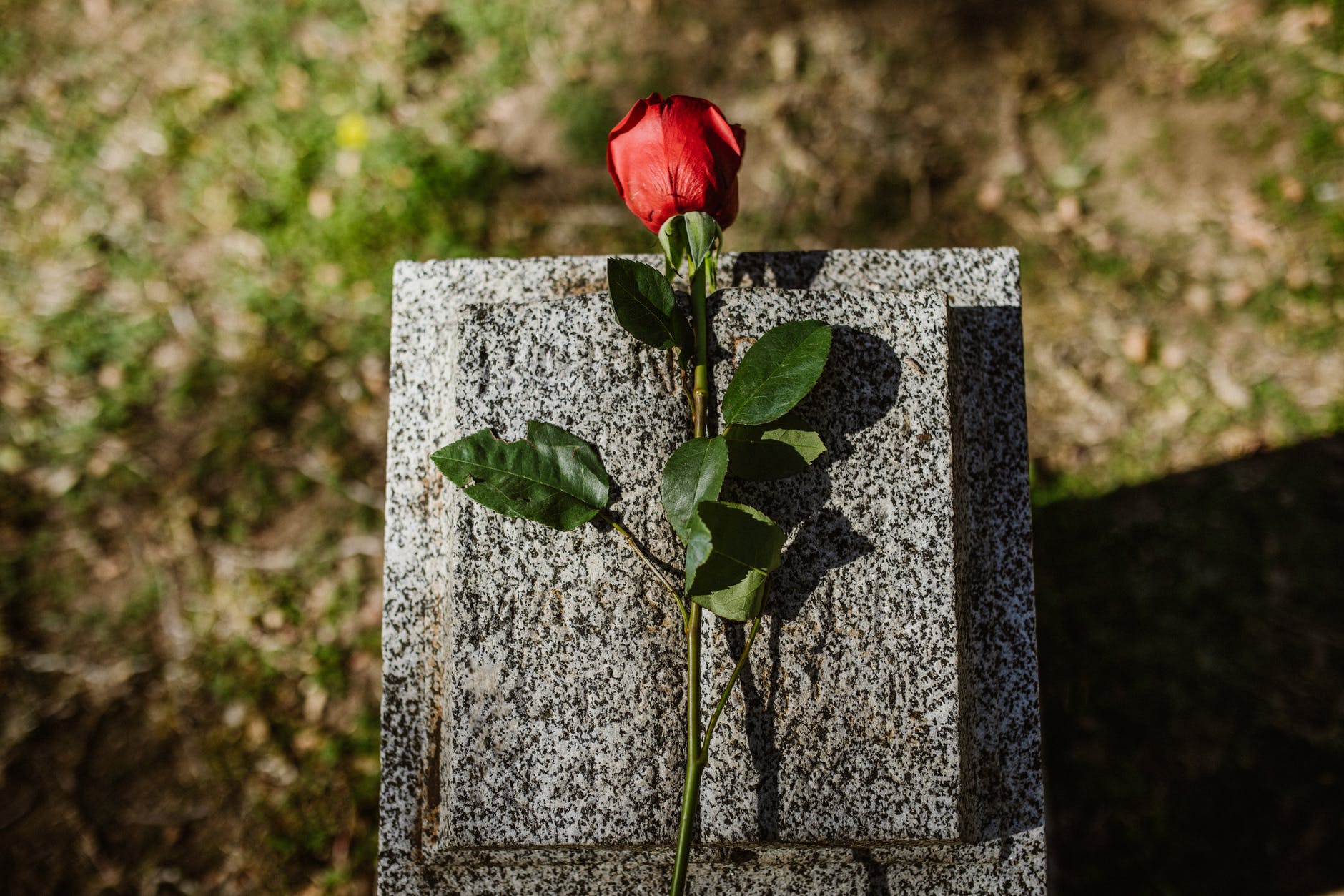 Una rosa descansa sobre una lápida. | Foto: Pexels