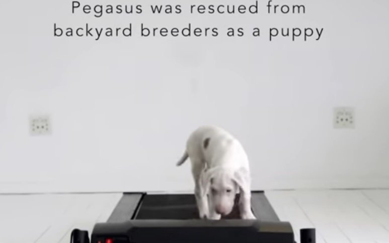 Pegaso, cachorro gran danés rescatada | Foto: YouTube/Dave Meinert