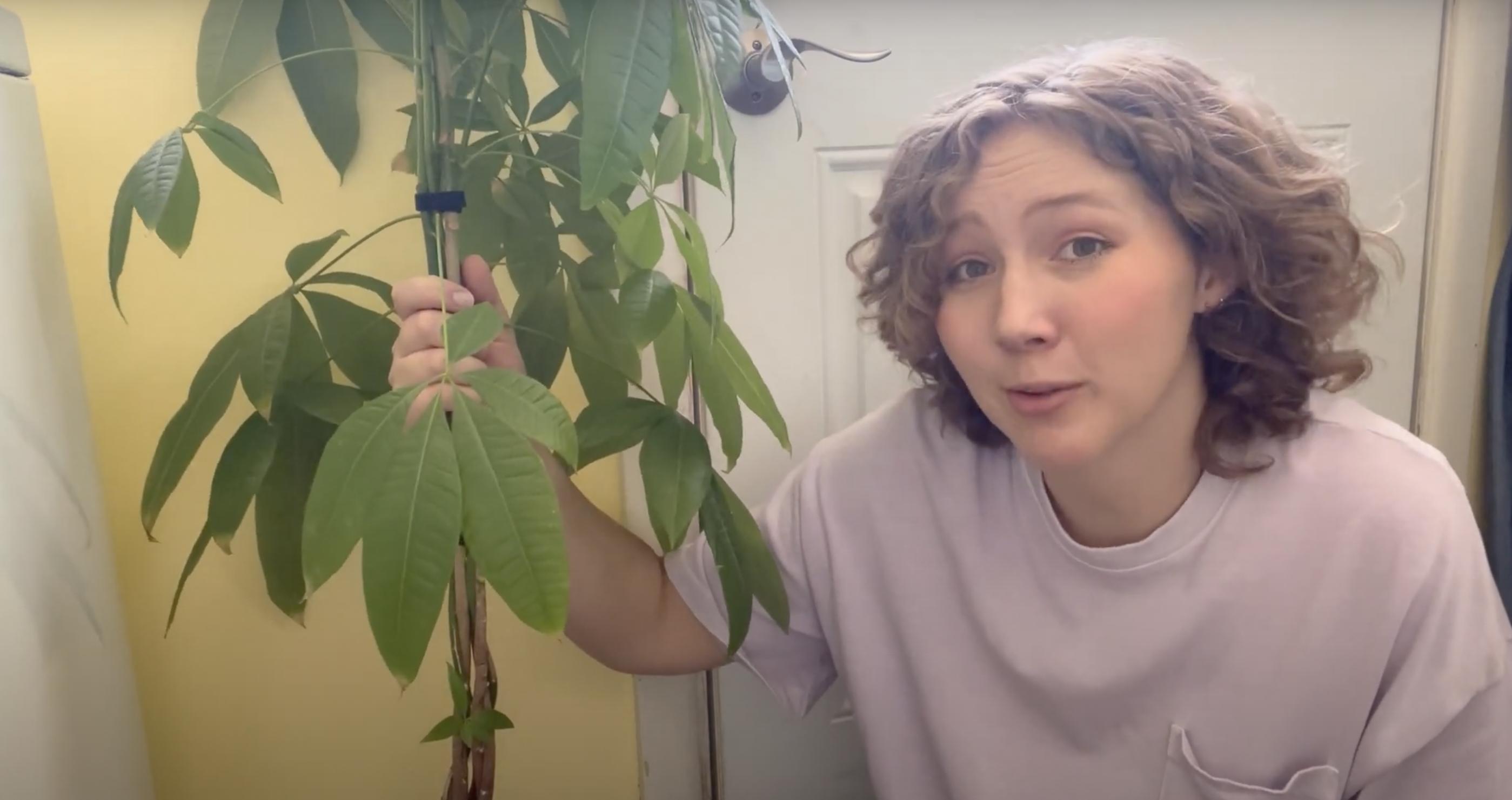 A braided money tree | Source: YouTube/Renata's Garden