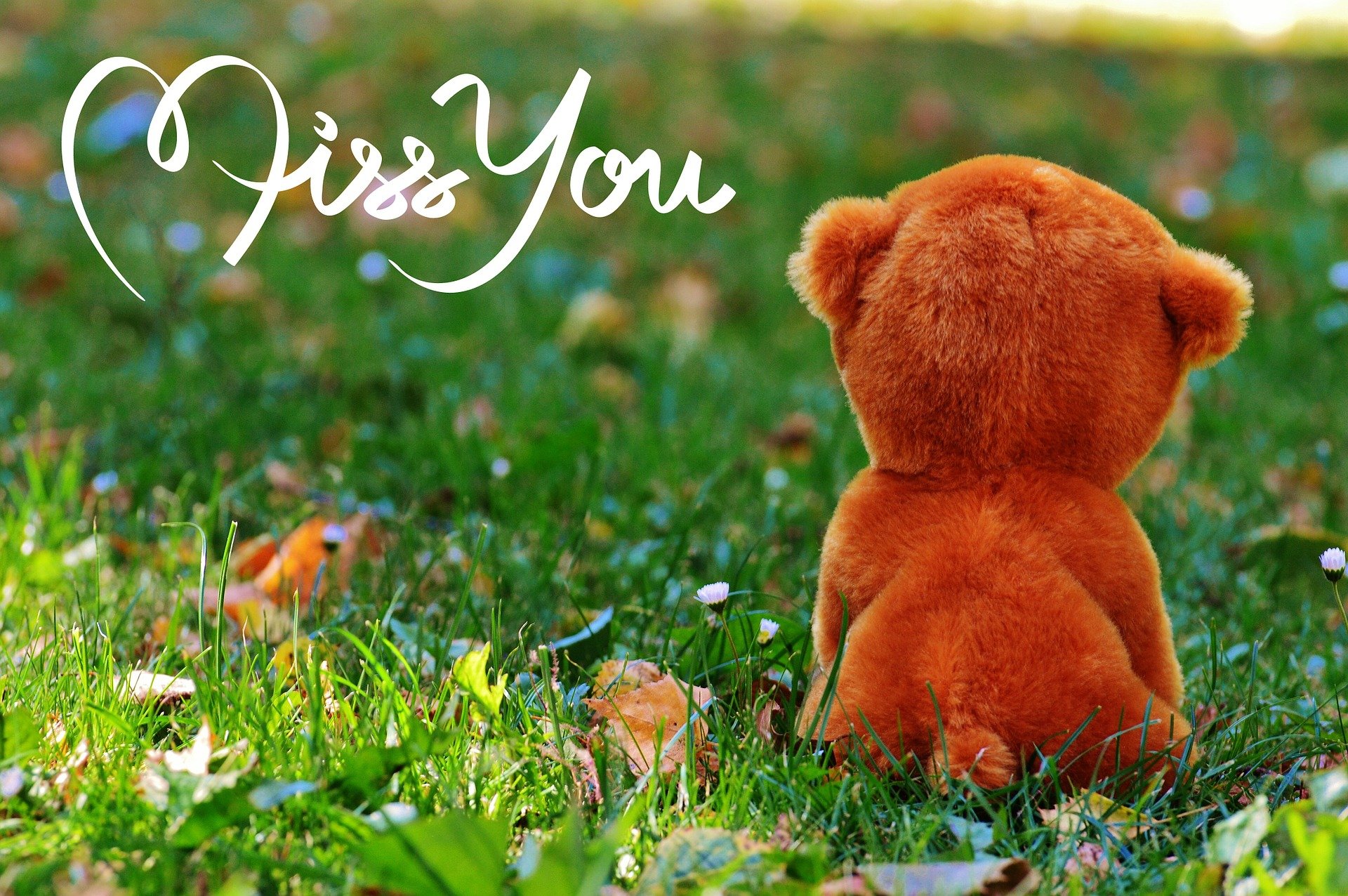Un nounours d'adieu. l Source : Pixabay