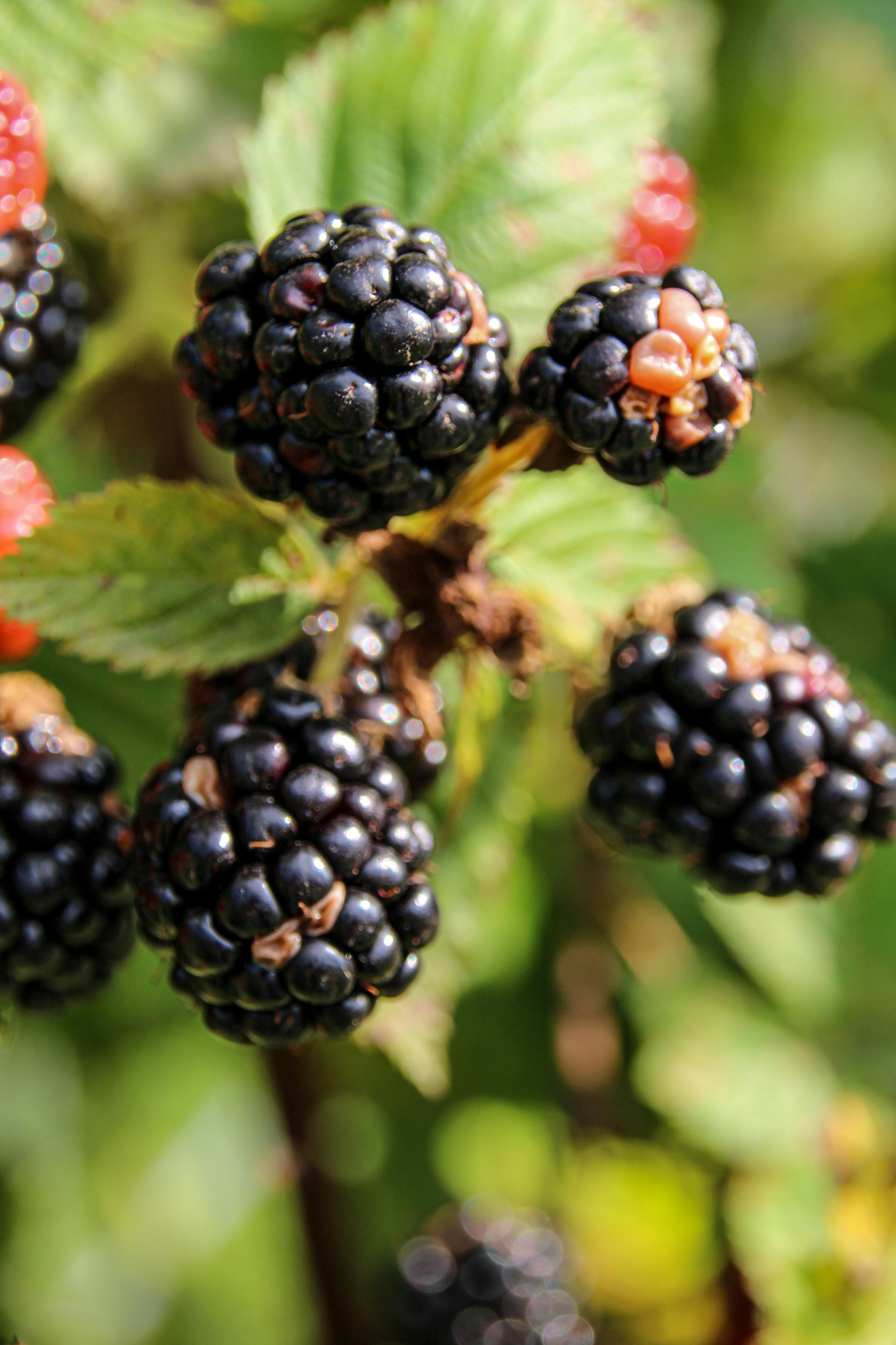 Blackberries | Source: Pexels