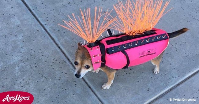 Here’s what it means if you see a dog in this crazy looking costume 