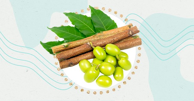 Exploring The Diverse Benefits Of Neem