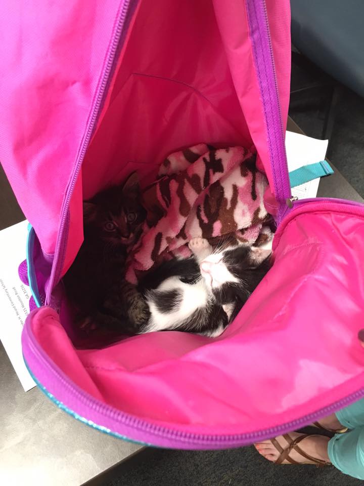 Die Katzen, die von der Schülerin in die Klasse getragen wurden. I Quelle: facebook.com/lynn.farrell.106