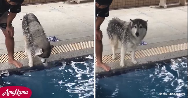Film shows Siberian Husky whimpering in fear at the water