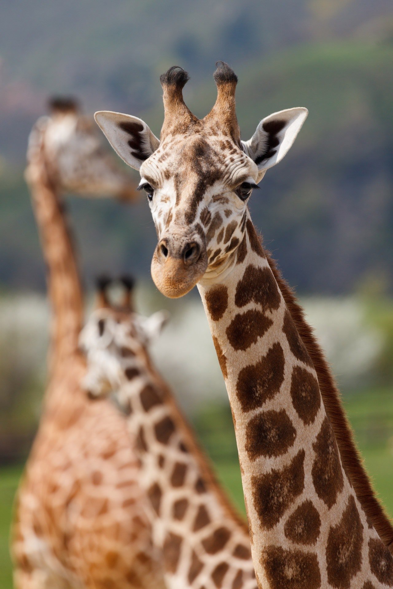 A picture of a giraffe. | Source: Pexels