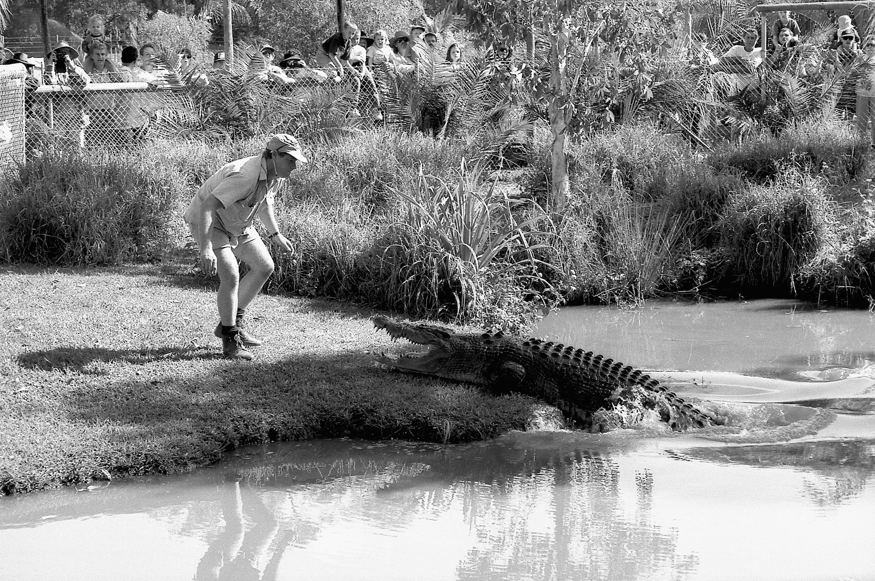 Una foto de archivo de 1996 muestra a Steve Irwin, conocido como el cazador de cocodrilos, en su zoológico de Australia en 1996 en Beerwah, en Sunshine Coast, Australia. | Foto: Getty Images
