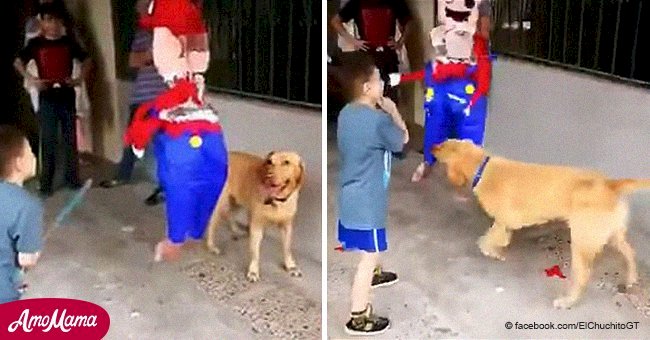 Boy couldn't get sweets from a piñata so dog cheerfully decided to help him