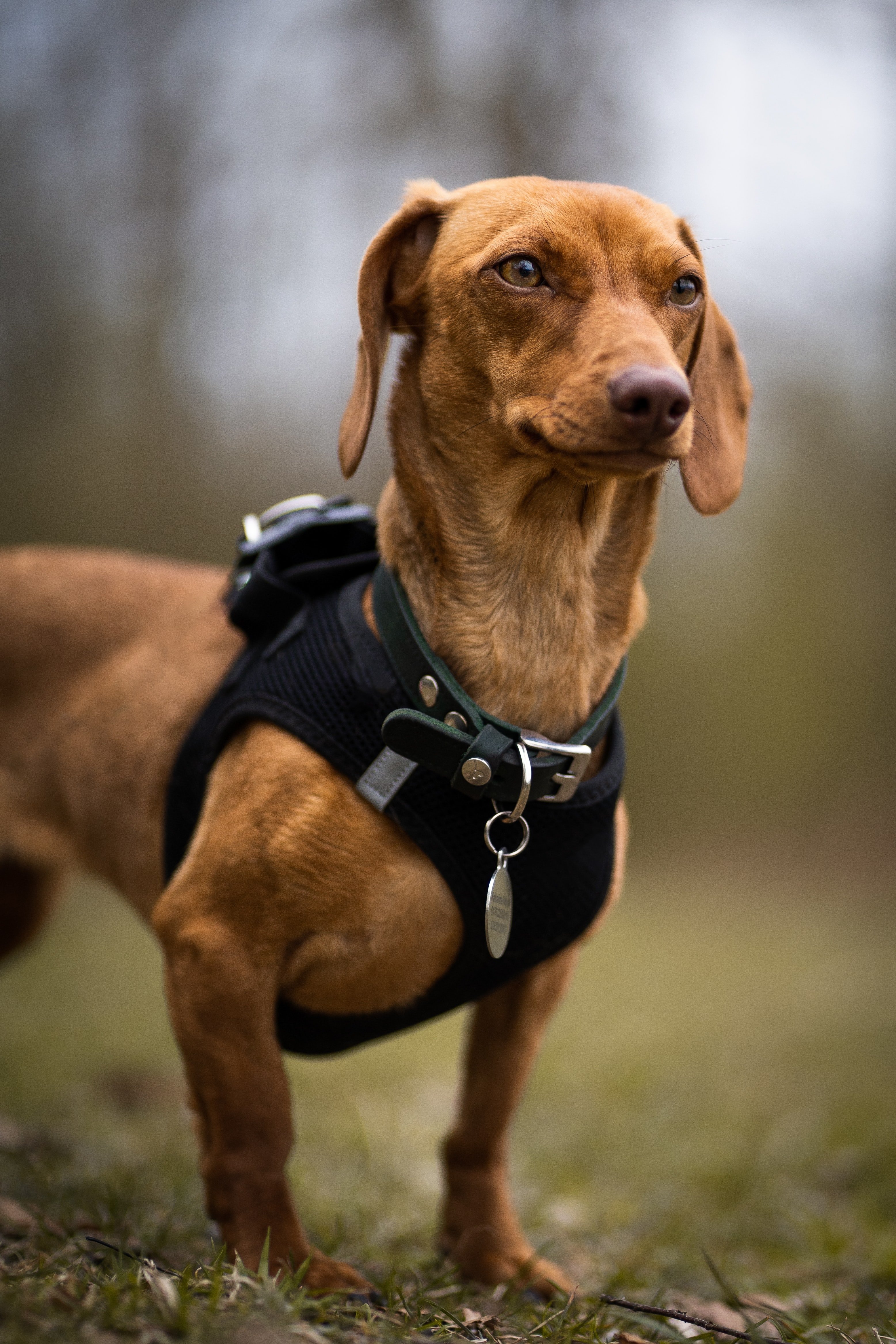 Kleiner Hund mit braunem Fell | Quelle: Unsplash / Simon