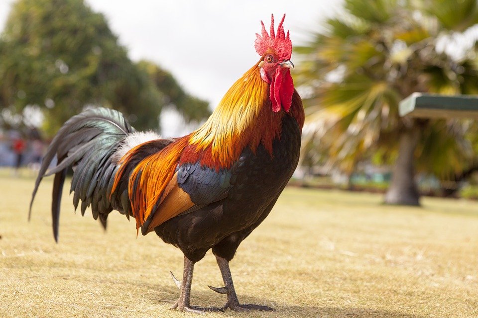 Gallo │ Imagen tomada de: Pixabay Gallo │ Imagen tomada de: Pixabay