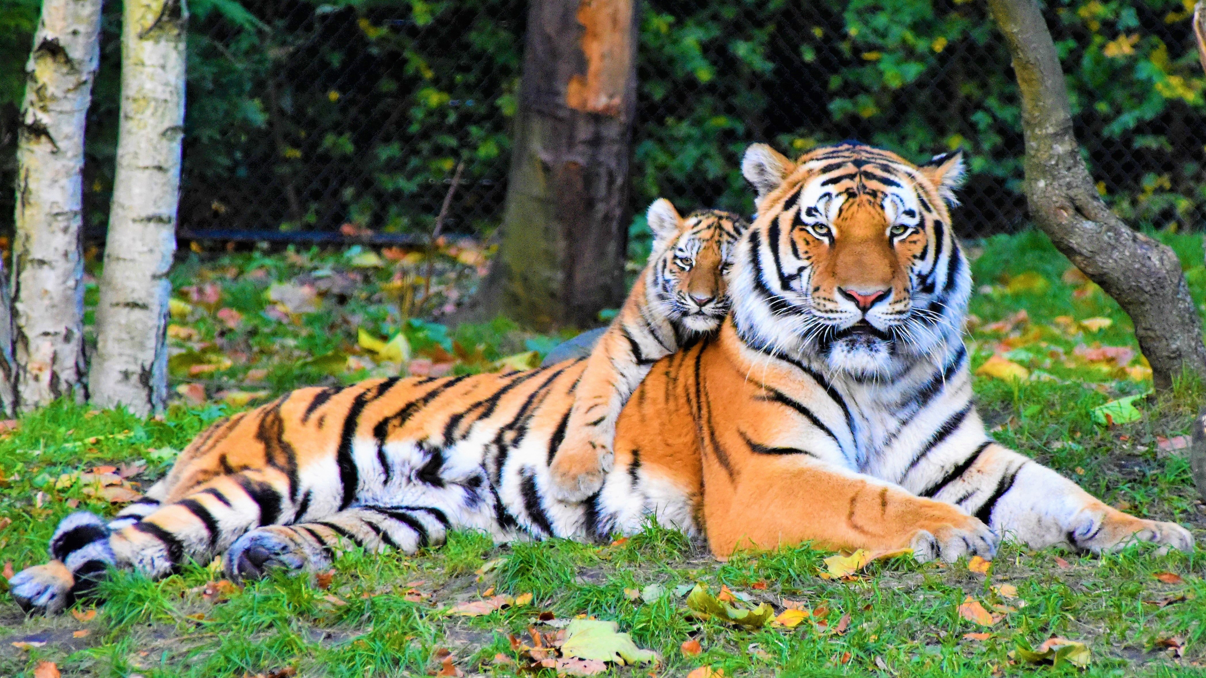 Picture of tigers in a park | Photo: Pixabay