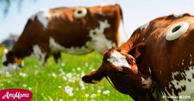 How and why cows have holes drilled into their stomachs