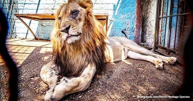 Distressing images of zoo animal's mistreatment causes rage on social networks 