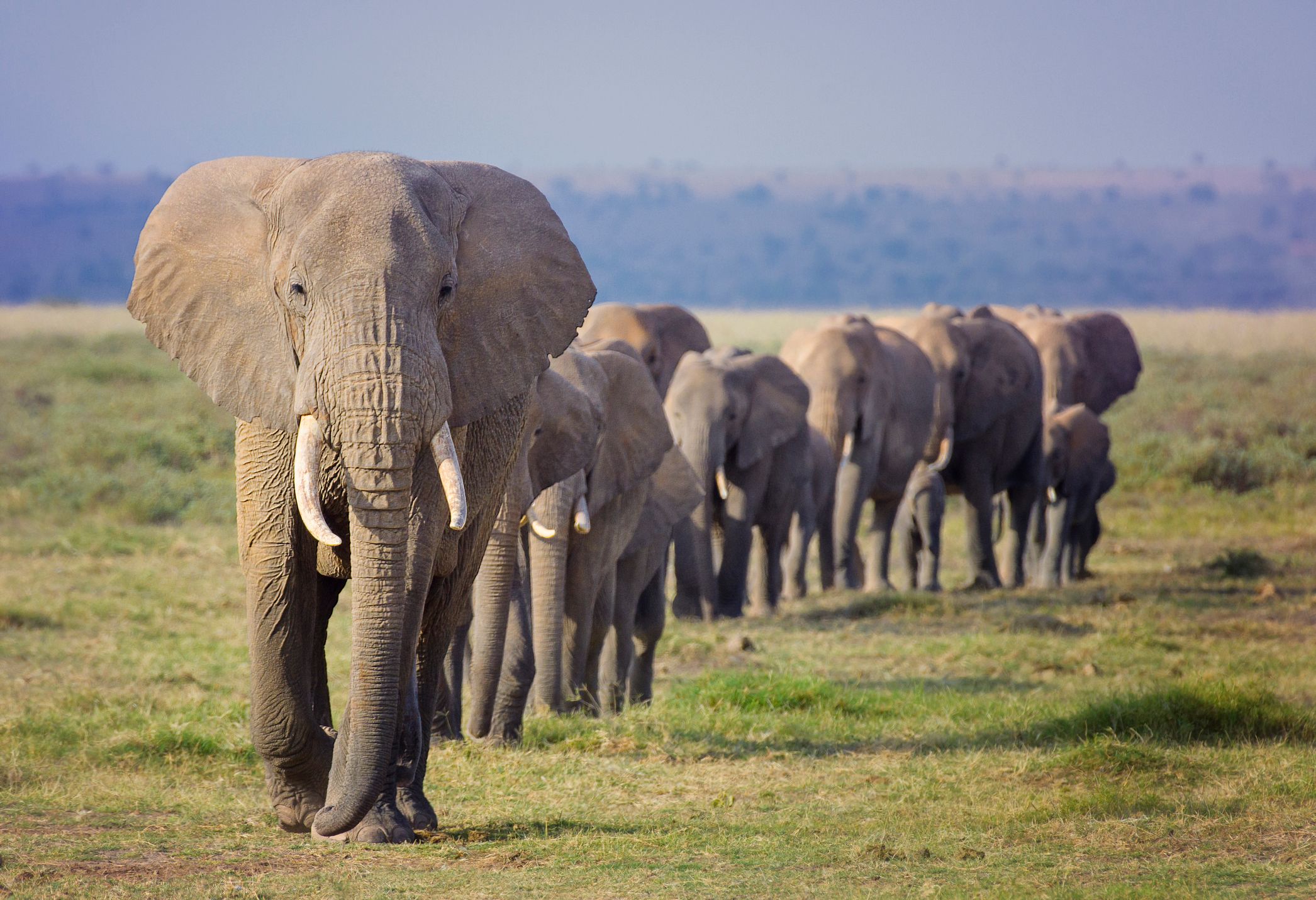 Amazing Line of Elephant Family Marching in Order at Amboseli, Kenya. | Foto: Stock Fotografie via Getty Images