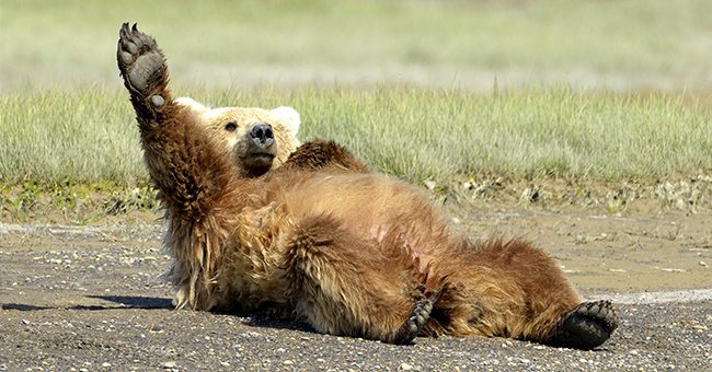 Grizzly Bear lying on beach and stretching | Source: Shutterstock