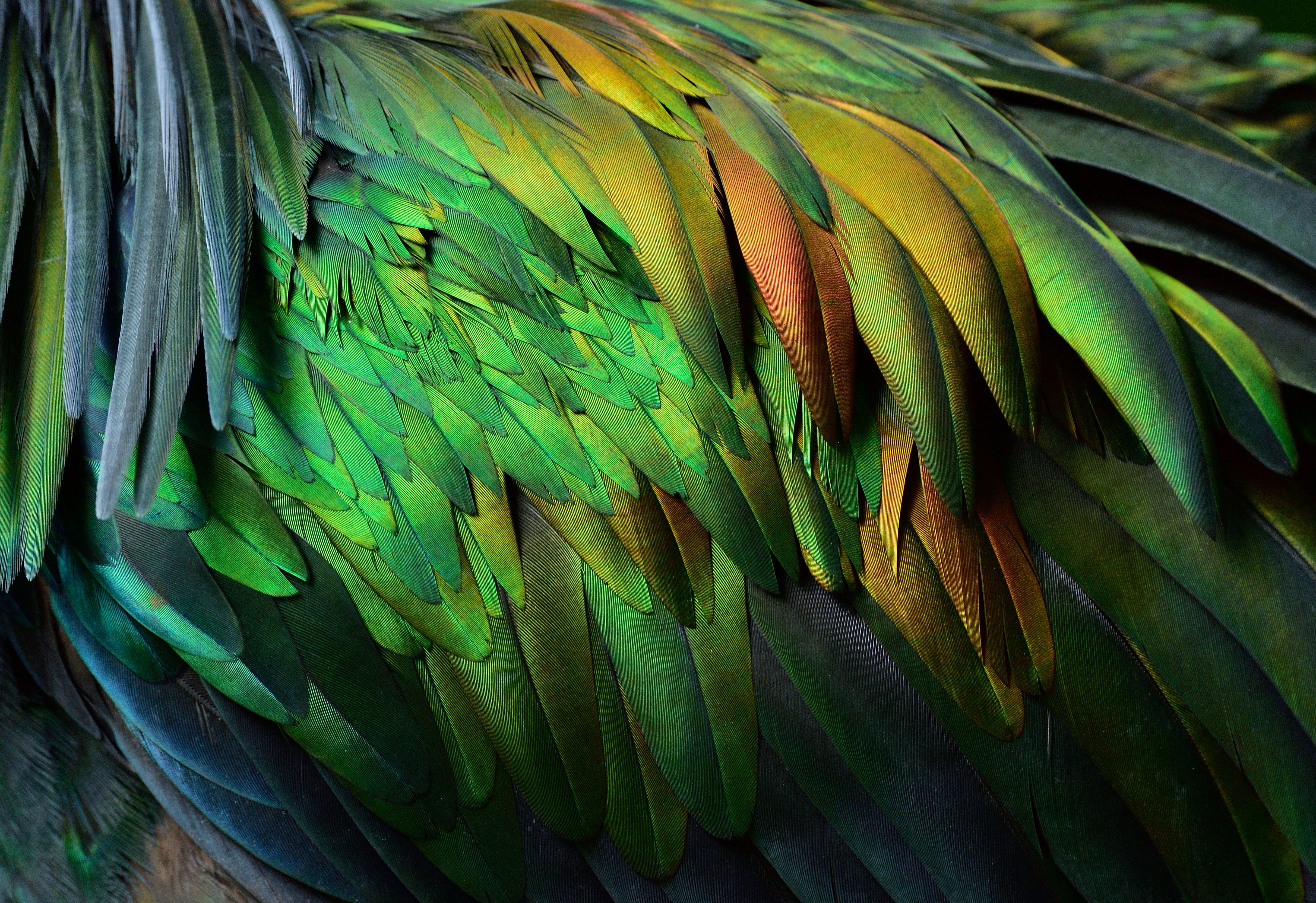 The rainbow-colored, lustrous feathers of a Nicobar pigeon. | Source: Shutterstock