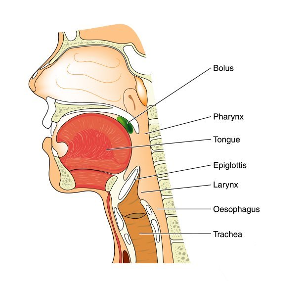 Anatomy of the nose and throat. | Source: Shutterstock