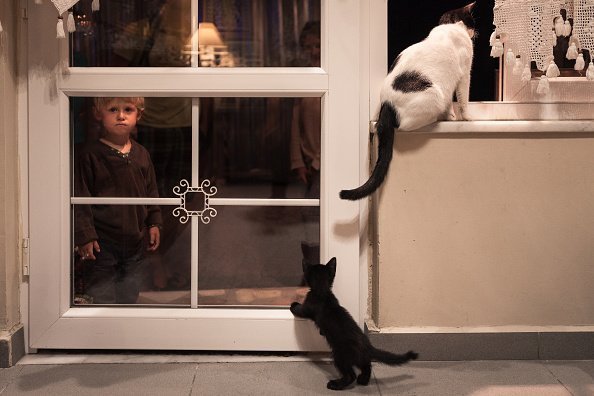  Little boy watching cats and kittens through a glass door in a house of Istanbul, Turkey. | Photo: Getty Images