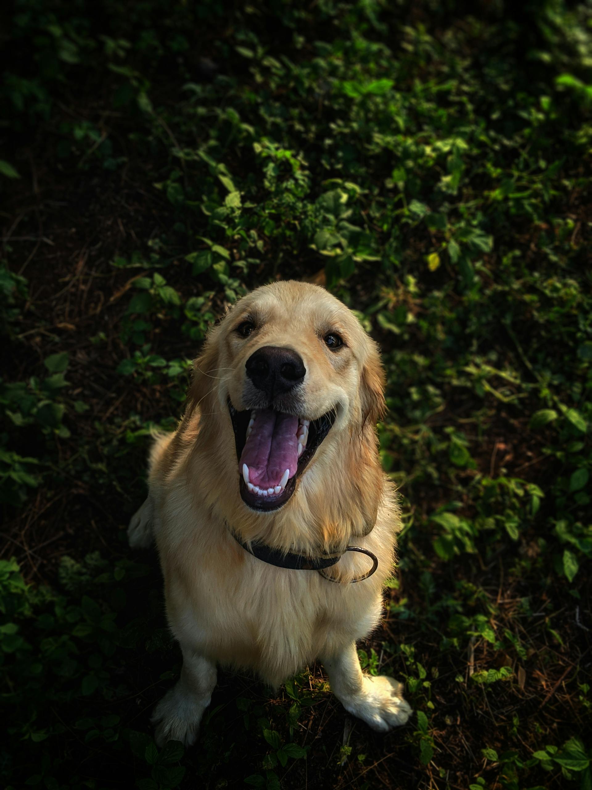 A golden retriever dog | Source: Pexels