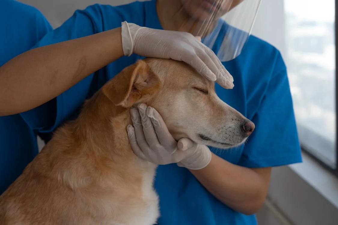 Tom helped Adam find help and a better home for his dogs. | Source: Pexels