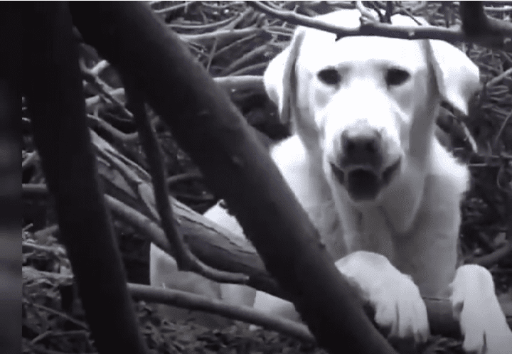 Labrador-Mutter versteckt sich in einem Busch | Quelle: youtube.com/Hope For Paws - Official Rescue Channel