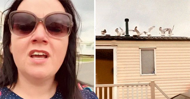 A picture of Heather Minshull on the left and a picture of Seagulls on a roof on the right. │Source: tiktok.com/heatherminsh 