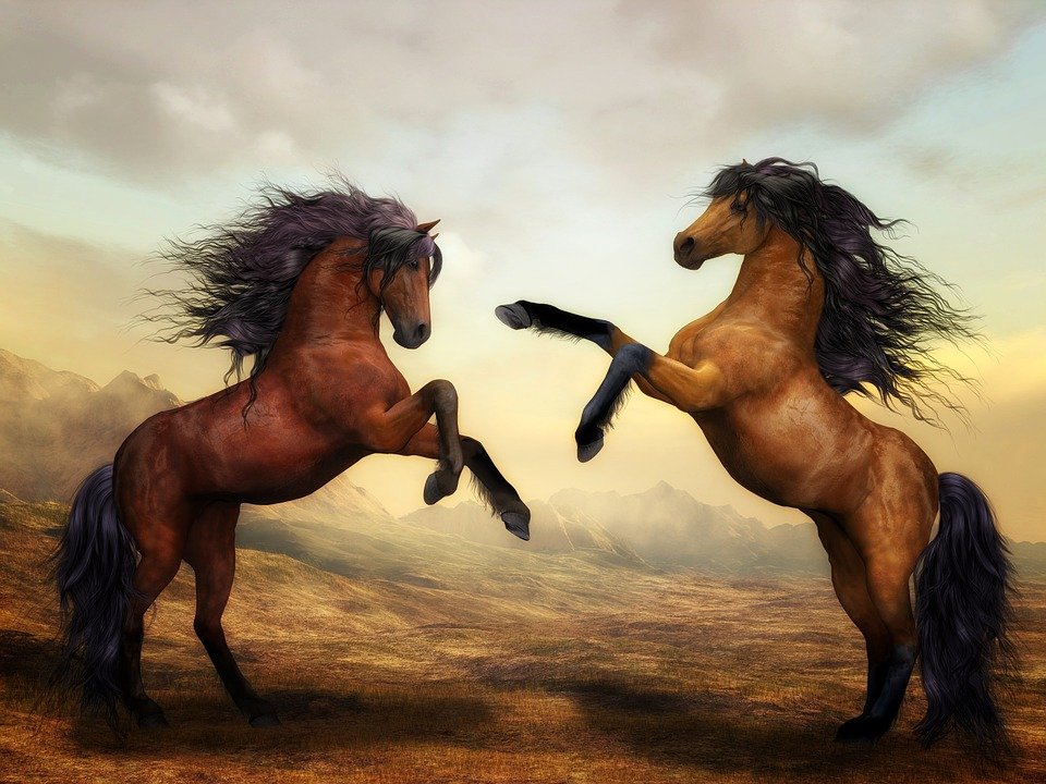 Dos caballos. | Imagen: Pixabay Dos caballos. | Imagen: Pixabay