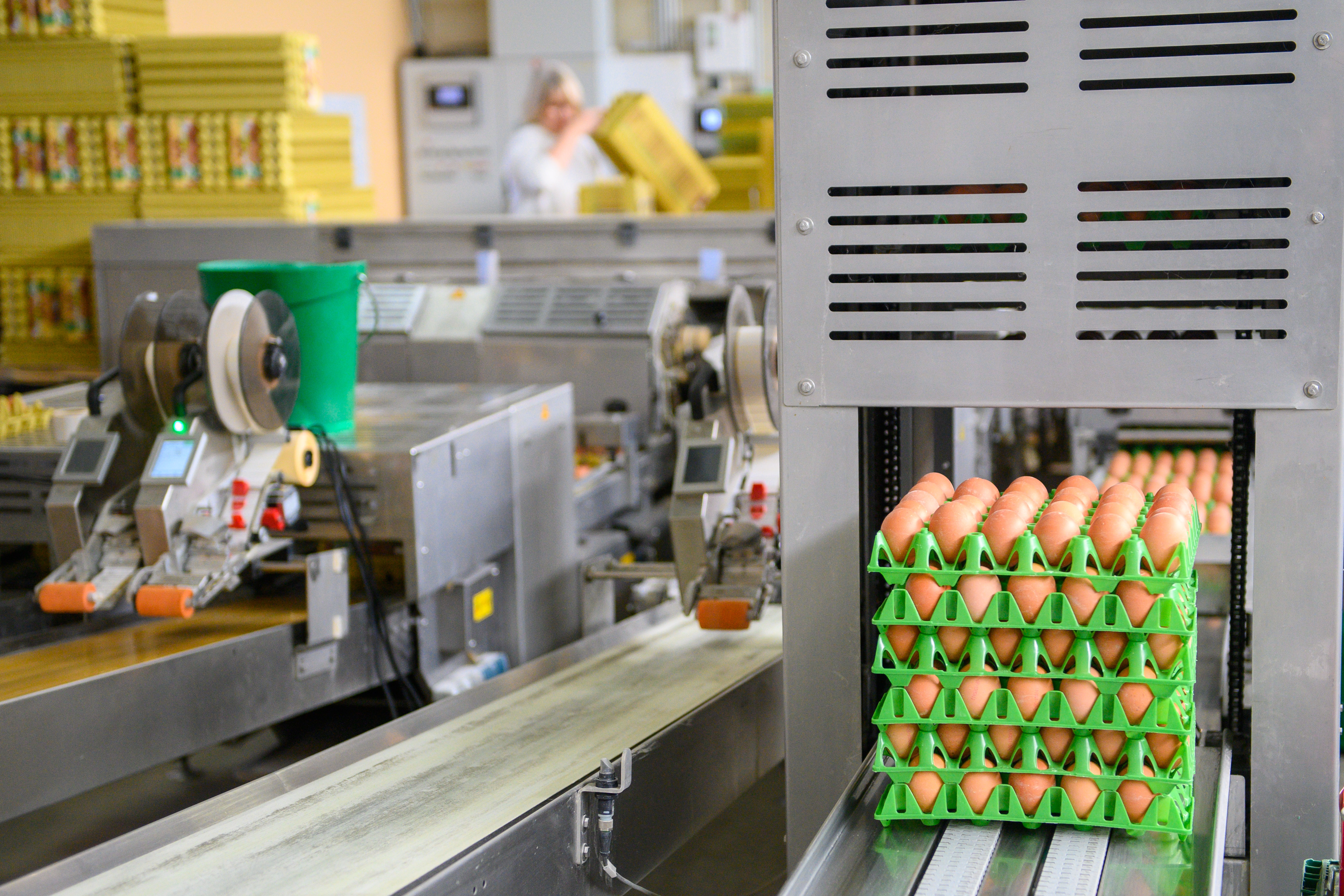 Chicken eggs travel on a conveyor belt through a packing station. | Source: Getty Images