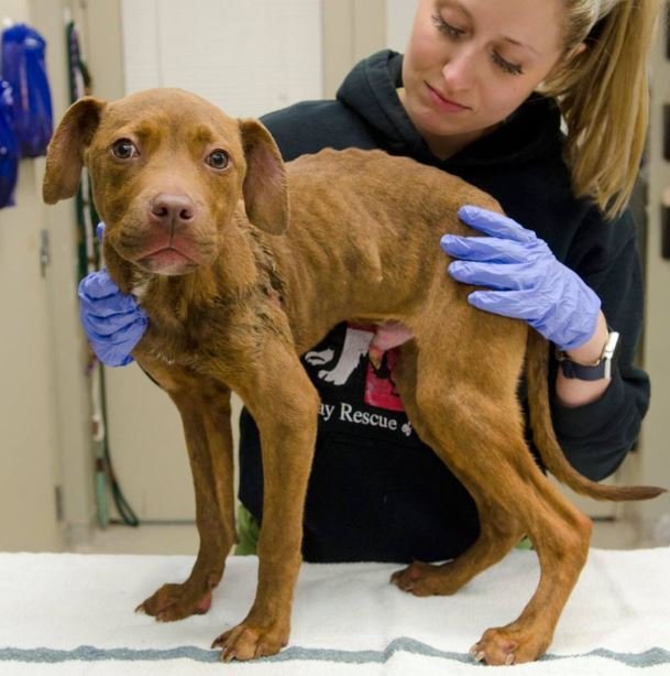 Source: Facebook/StrayRescue Source: Facebook/StrayRescue
