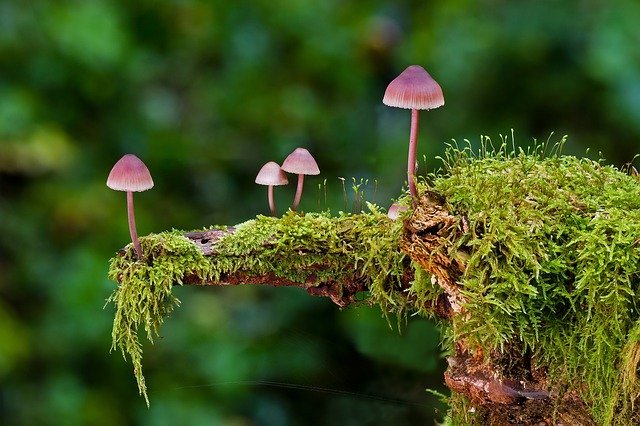 Mushrooms in the forest | Photo: Pixabay