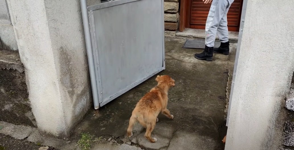 Kleiner Welpe hat Angst ins Haus zu gehen | Quelle: Facebook/PawMeow