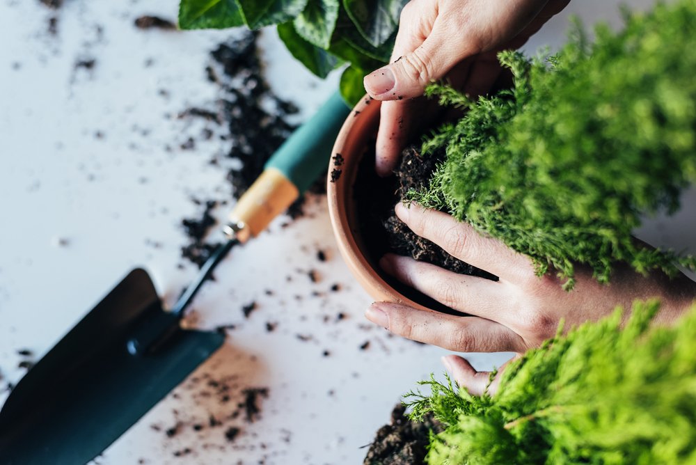 A woman's hands transplanting plant a into a new pot. | Photo: Shutterstock